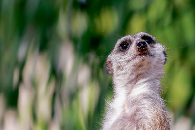 Close-up of meerkat