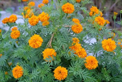 Close-up of yellow flowers