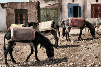 Horses standing in a building