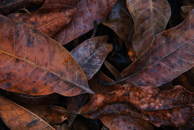 Full frame shot of dried autumn leaves