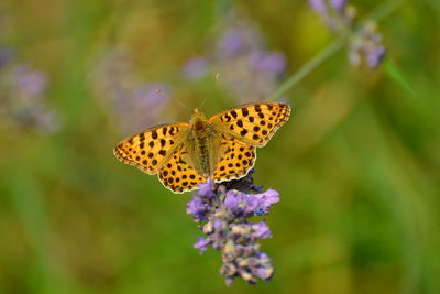 Close-up of butterfly pollinating flower in lawn