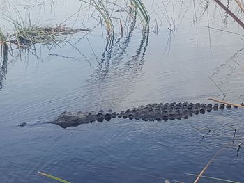 High angle view of crocodile swimming in lake