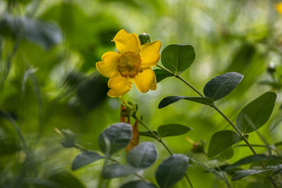 Close-up of yellow flowering plant