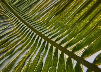 Full frame shot of palm tree leaves