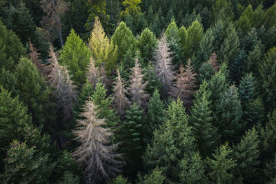 High angle view of pine trees in forest