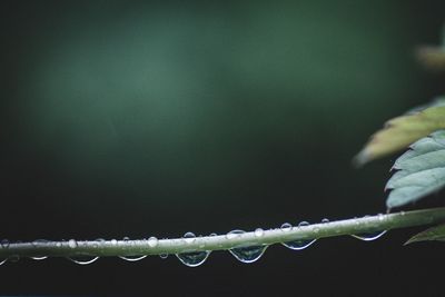 Close-up of water drops on stem