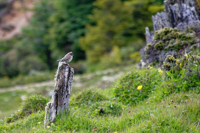 View of lizard on rock