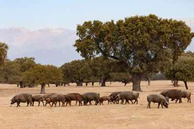 Flock of sheep on field