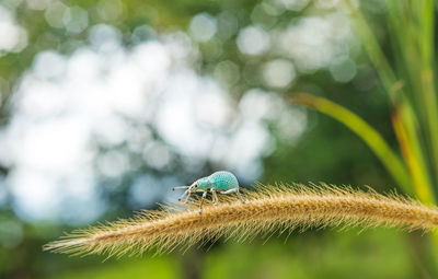 Close-up of insect on plant