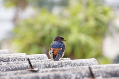 Dorsal view of bird on roof tile