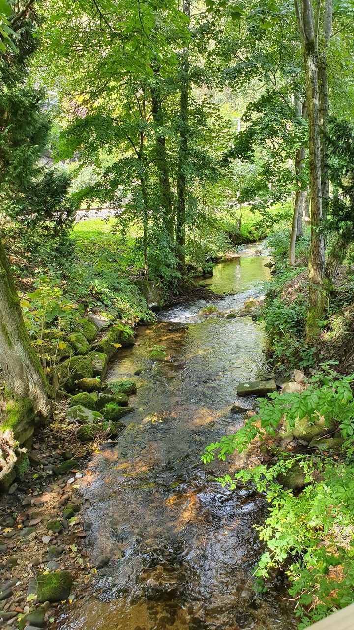 PLANTS GROWING IN STREAM AMIDST TREES