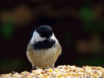 Close-up of bird eating food