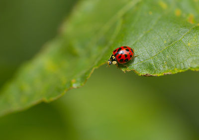 Close-up of ladybug on leaf