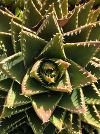 Directly above shot of cactus