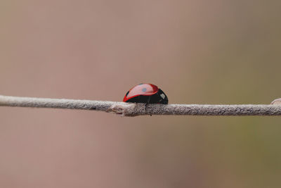 Close-up of ladybug on plant