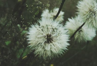 Close-up of dandelion flower