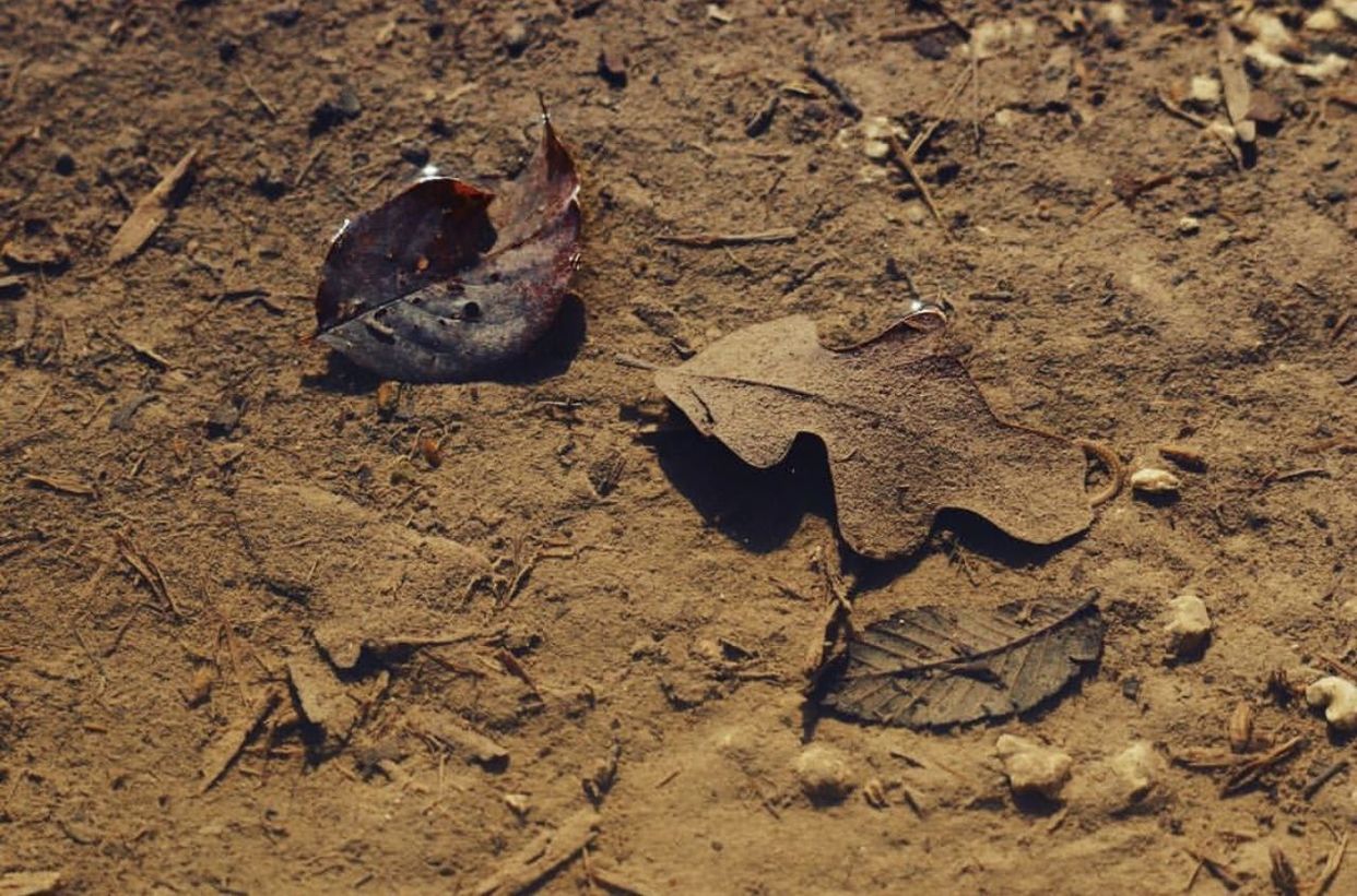 HIGH ANGLE VIEW OF TWO BIRDS ON SAND