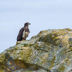 Low angle view of eagle perching on rock against clear sky