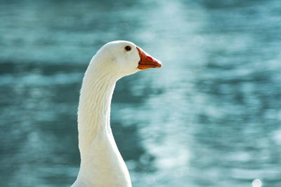 Close-up of goose against water