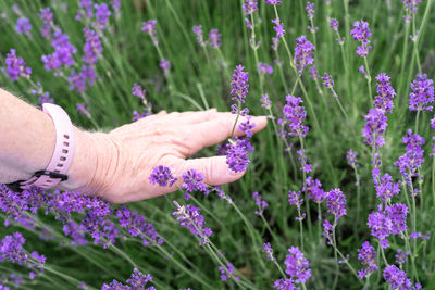 Cropped hand of woman holding purple flowers