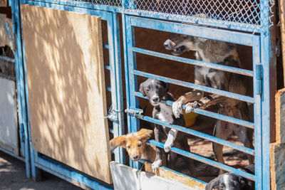 View of a dog in cage