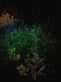 Close-up of plants at night