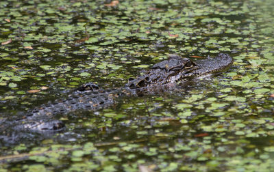 High angle view of crocodile in lake