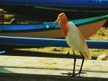 Close-up of bird perching on water
