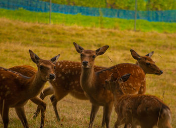 Portrait of deer standing on field