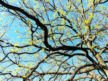 Low angle view of tree against sky