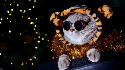 Cat tiger celebrates new year 2022