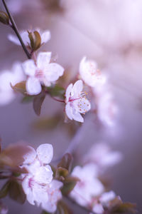 Close-up of pink cherry blossoms