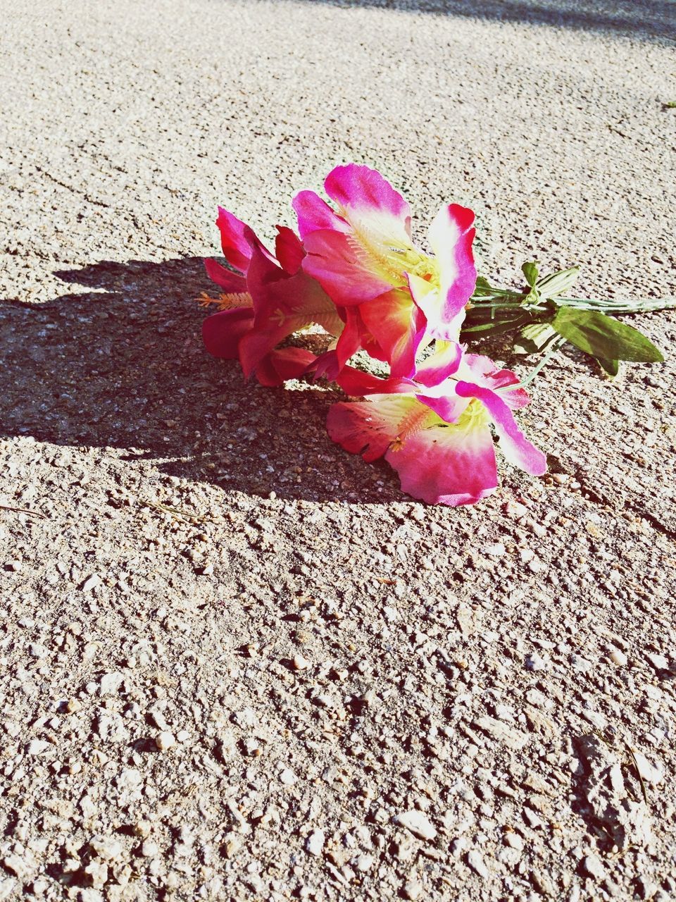 flower, petal, fragility, pink color, flower head, freshness, high angle view, leaf, beauty in nature, nature, blooming, red, rose - flower, single flower, street, plant, sunlight, pink, outdoors, day