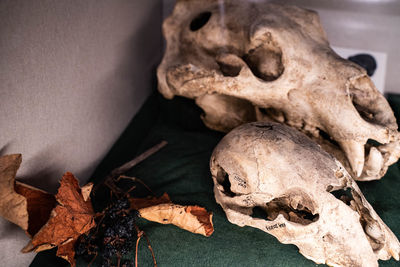 Close-up of human skull on dry leaves