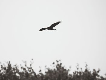 Low angle view of eagle flying against clear sky
