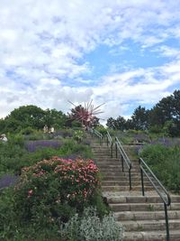 Pink flowering plants in park against sky