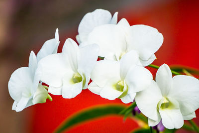 Close-up of white roses