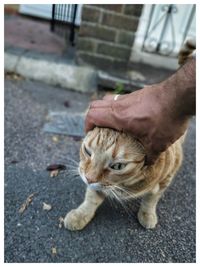 Close-up of hand holding cat in city