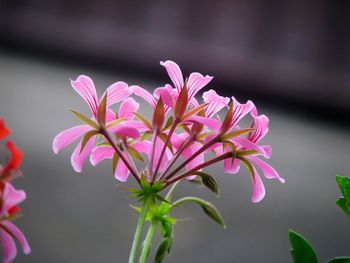 Close-up of pink flowering plant