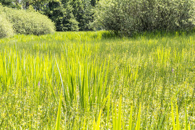 Plants growing on field