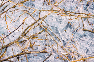 Full frame shot of snow covered plants