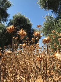 Close-up of flowers growing on field against sky