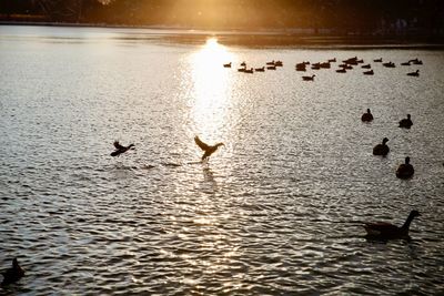 Birds flying over lake