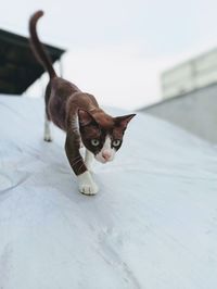 Portrait of a cat on floor