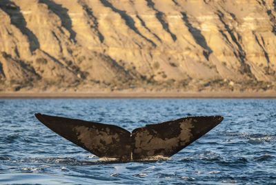 Close-up of whale swimming in sea