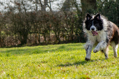 Portrait of dog running on grass