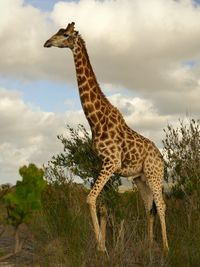Side view of giraffe against sky