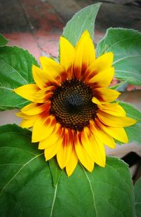 Close-up of sunflower