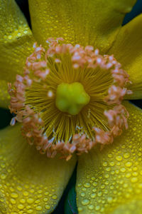 Close-up of yellow flowering plant
