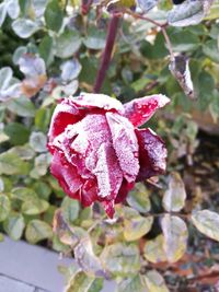 Close-up of red rose flower